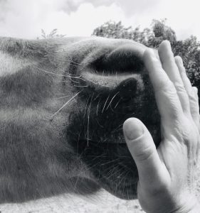 Lire la suite à propos de l’article Cheval