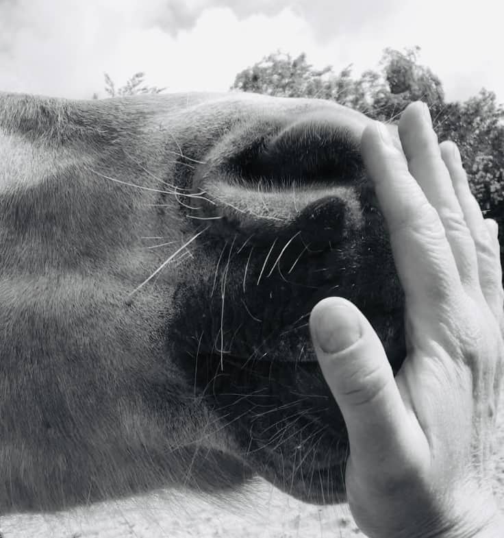 You are currently viewing Cheval