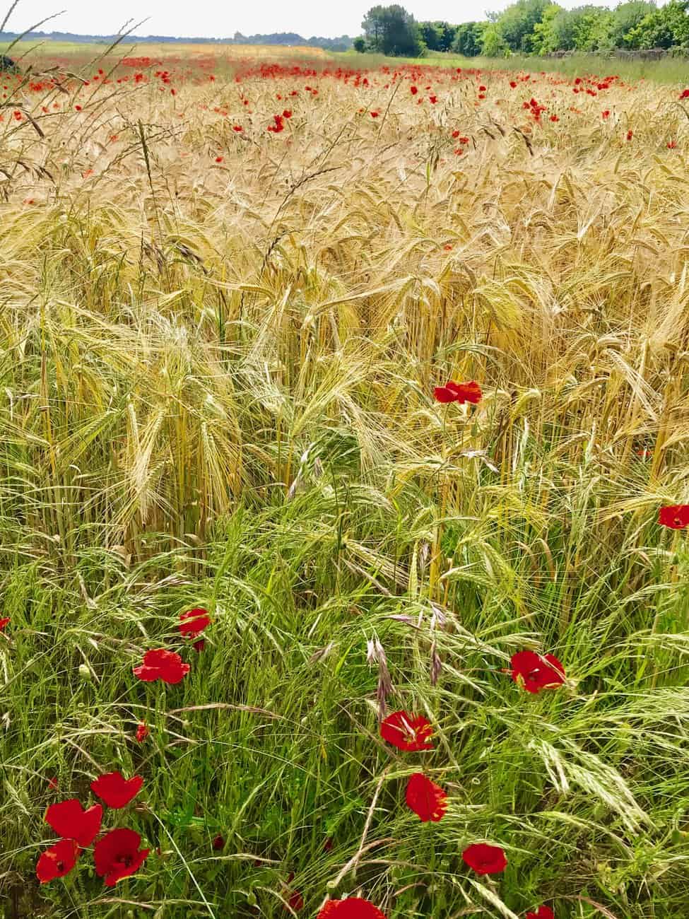 You are currently viewing Coquelicot