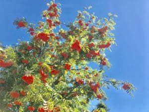 Lire la suite à propos de l’article Fleurs