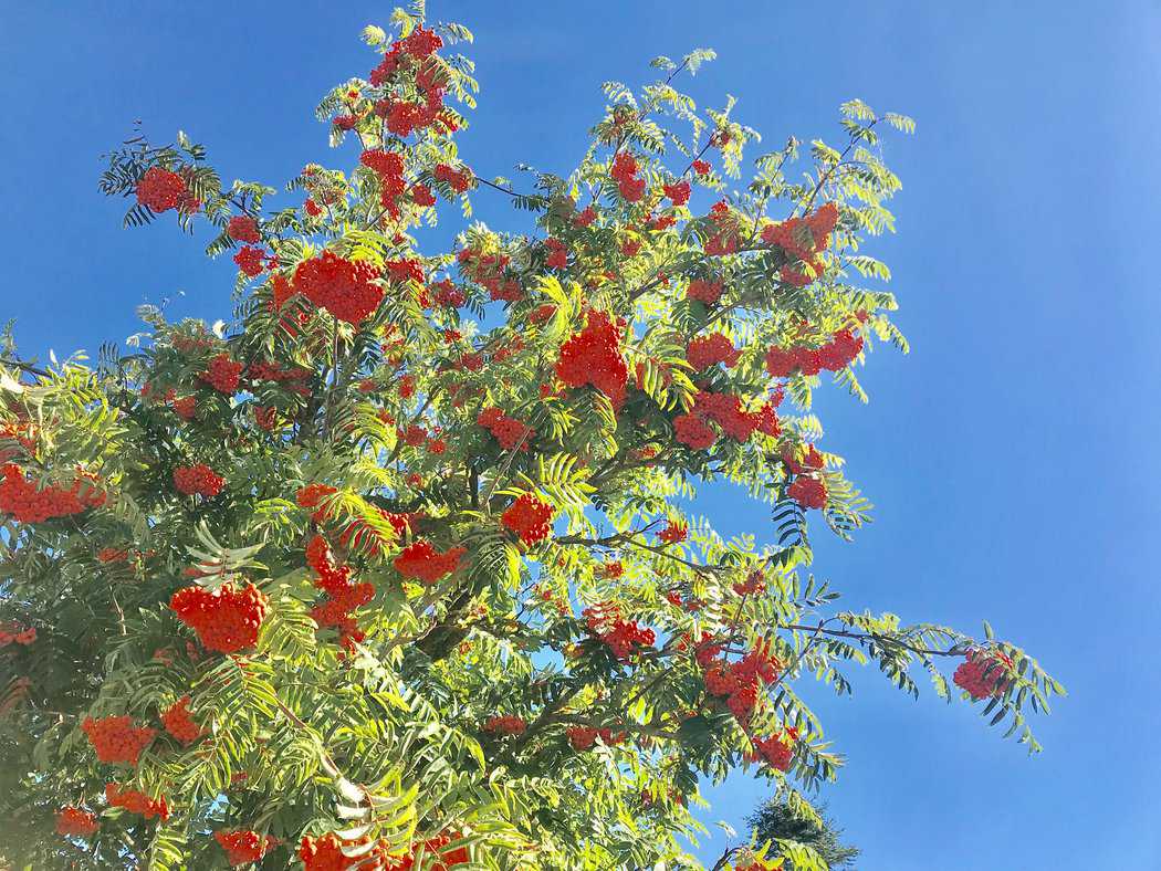 You are currently viewing Fleurs