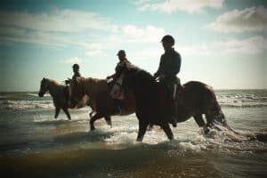 Lire la suite à propos de l’article Chevaux