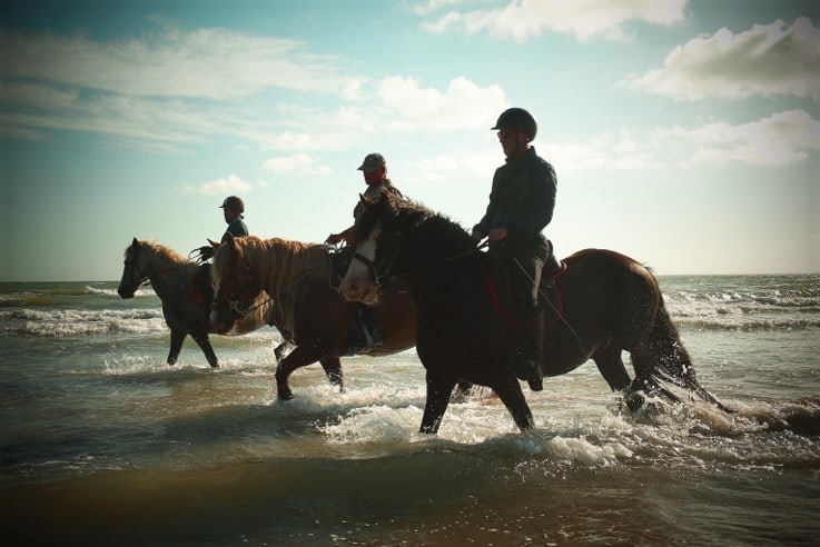 You are currently viewing Chevaux