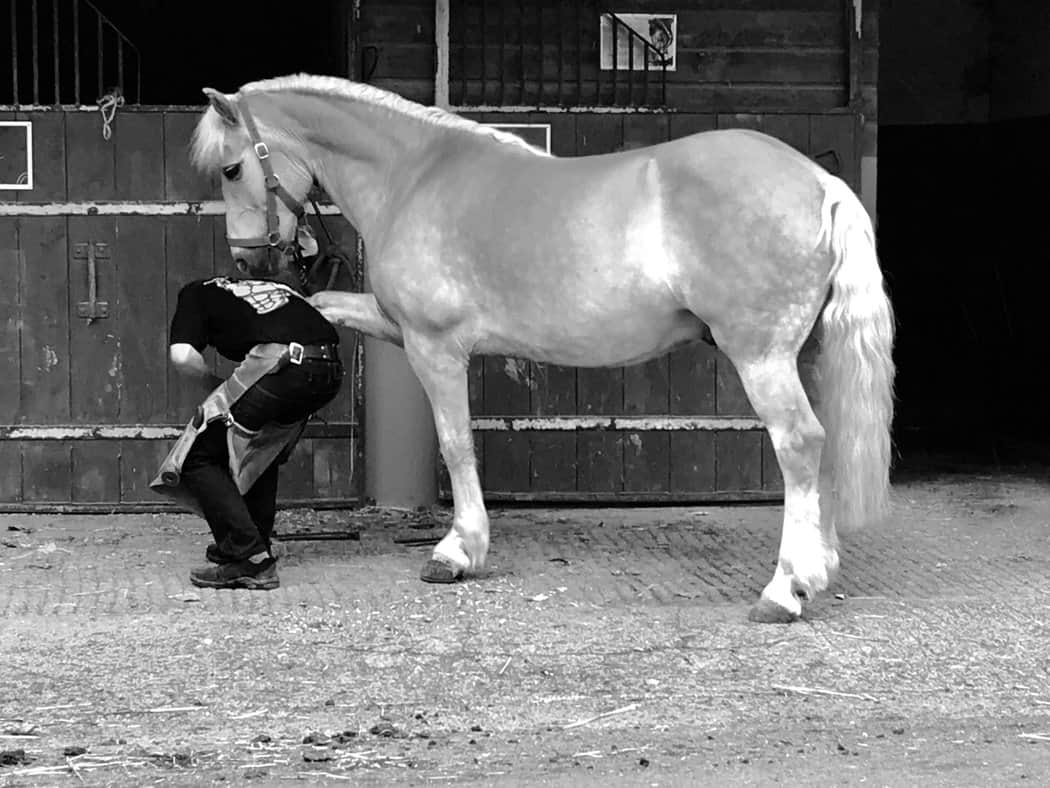 You are currently viewing Cheval