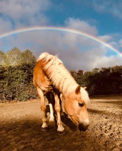 Lire la suite à propos de l’article Cheval arc-en-ciel