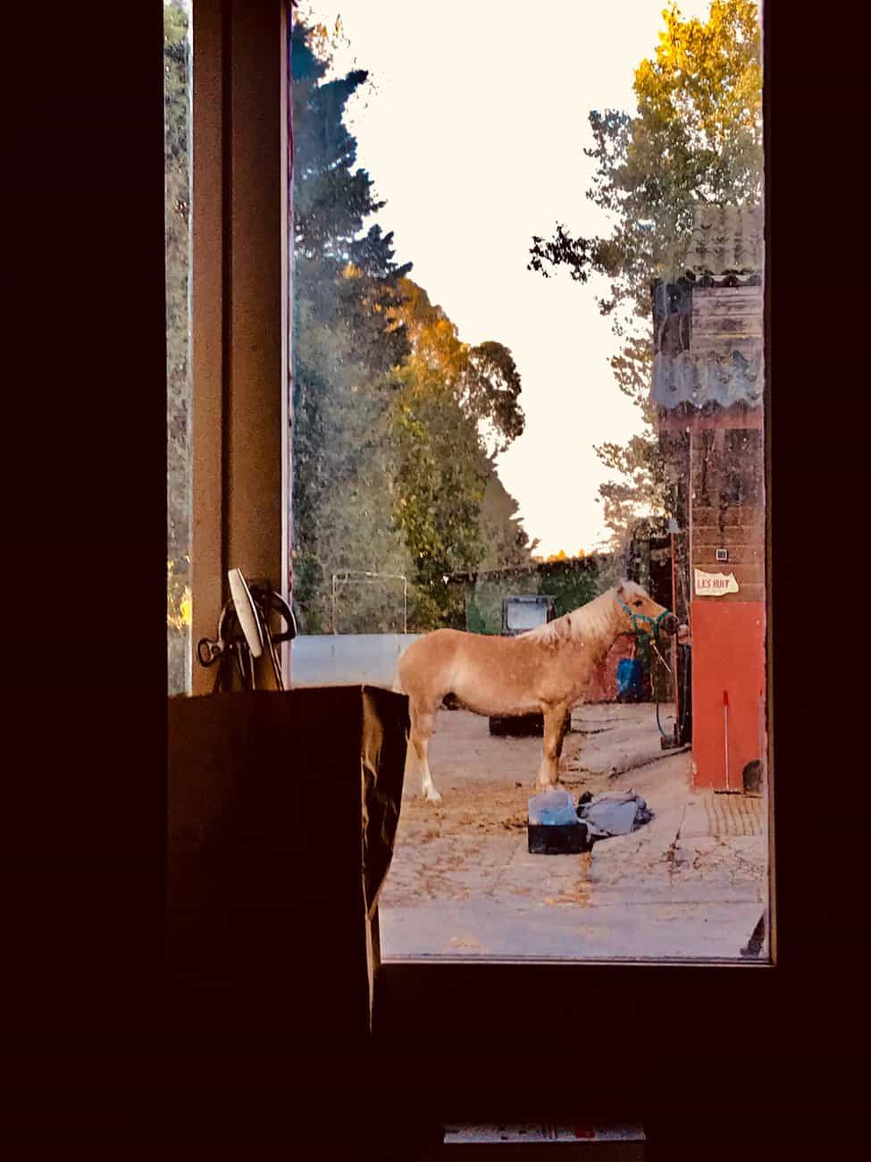 You are currently viewing Cheval