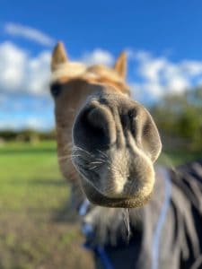 Lire la suite à propos de l’article Cheval