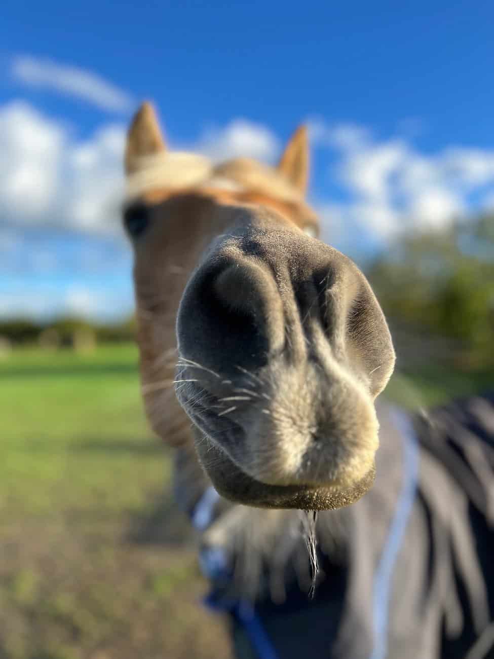 You are currently viewing Cheval