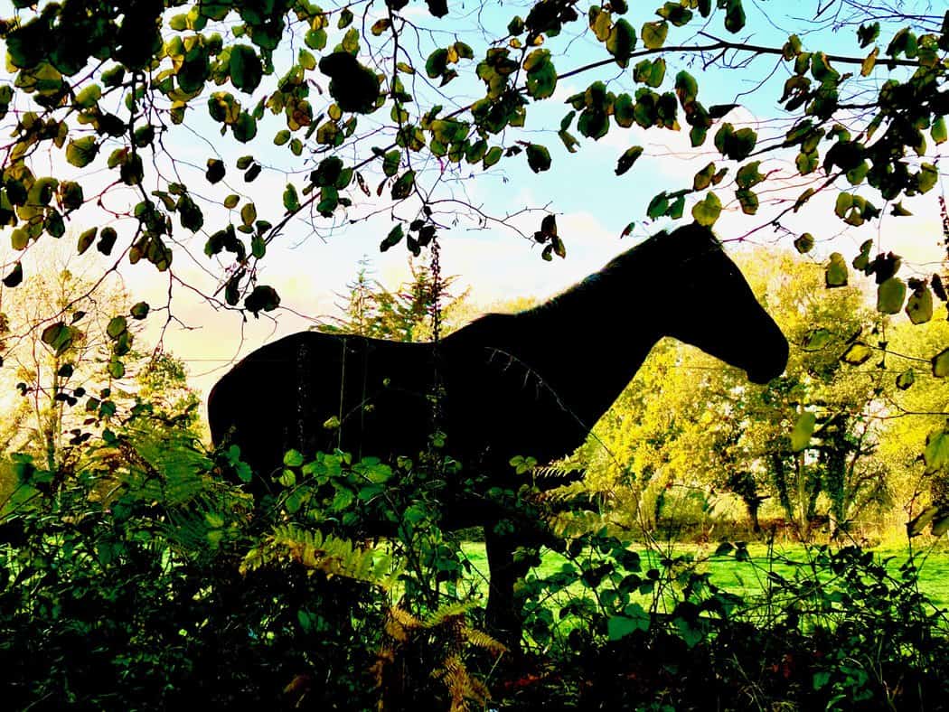You are currently viewing Cheval