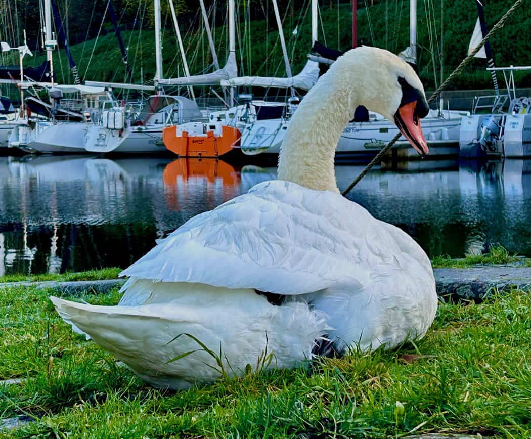 You are currently viewing Cigne
