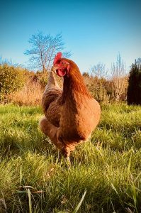 Lire la suite à propos de l’article Poule 3524