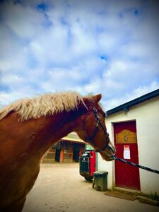 Lire la suite à propos de l’article Cheval